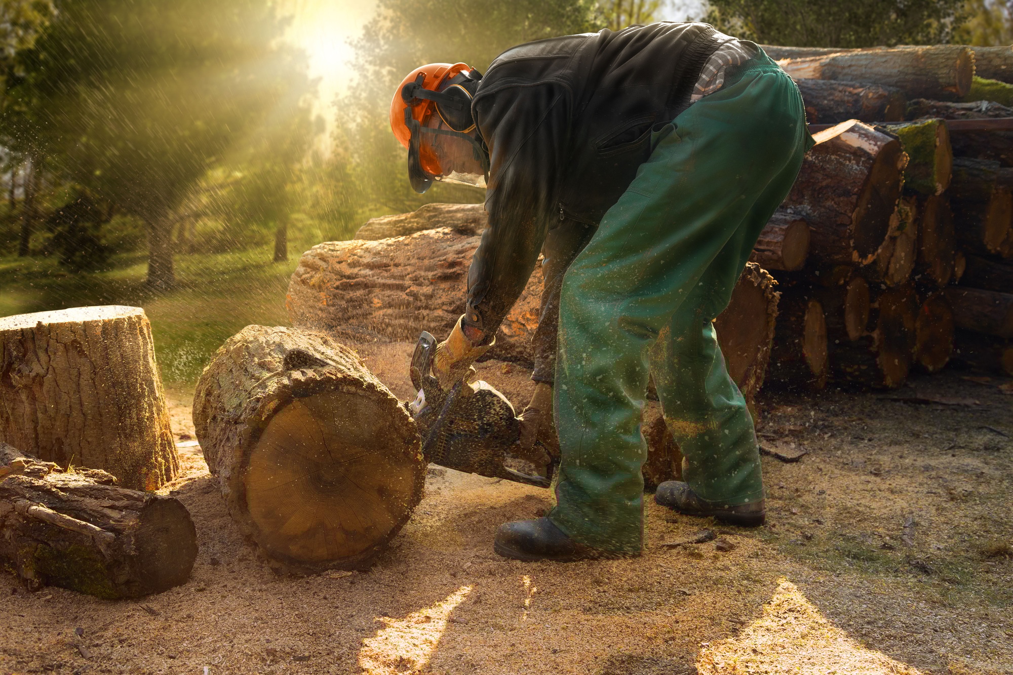 German feller removing trees by chainsaw in the forest